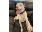 Adopt Tucker a Pit Bull Terrier, Hound