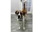 Adopt Tex a Saint Bernard