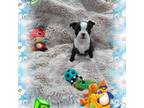 AKC Boston Terrier baby boy,