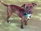 Adopt Dre a American Staffordshire Terrier