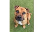 Adopt Kingsley a American Staffordshire Terrier