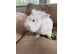 Adopt Buddy a Lionhead, Florida White