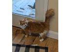 Adopt Creamsicle a Domestic Long Hair