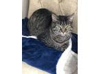 Adopt Brink a Domestic Short Hair