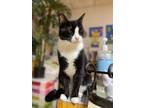 Adopt Simon a Domestic Short Hair, Tuxedo