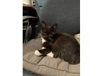 Adopt Screamer a Domestic Short Hair