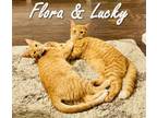 Adopt Flora and Lucky a American Shorthair