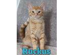 Adopt Ruckus a Domestic Short Hair