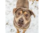 Adopt Tank a Rottweiler, Mixed Breed