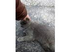 Adopt Courtesy post: Gray stray cat a Domestic Short Hair