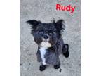 Adopt Rudy a Poodle