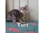 Adopt Yuri a Domestic Short Hair