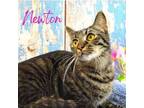 Adopt Newton a Tabby, Domestic Short Hair