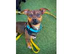 Adopt Pierre a Dachshund