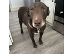 Adopt Moses a Labrador Retriever, Mixed Breed