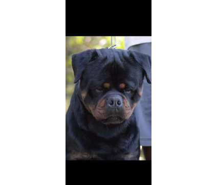 German Rottweilers Puppies is a Male Rottweiler Puppy For Sale in Cape Coral FL