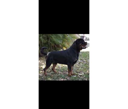 German Rottweilers Puppies is a Male Rottweiler Puppy For Sale in Cape Coral FL