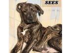 Adopt Sees a American Staffordshire Terrier, Yellow Labrador Retriever