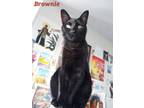 Adopt Brownie a Domestic Short Hair