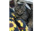 Adopt Malibu a Tabby