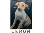 Adopt Lemon a Great Pyrenees, Australian Shepherd