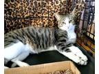 Adopt Sir Humphrey Bogart!! a American Shorthair