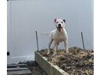 Adopt Franklin a Pit Bull Terrier, Labrador Retriever