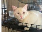 Adopt Nube a Siamese