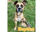 Adopt Hayden a Boxer