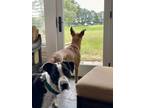 Adopt Churro a Beagle