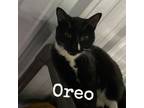 Adopt Oreo a Domestic Short Hair