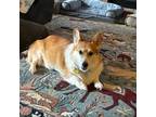 Adopt Danny a Pembroke Welsh Corgi