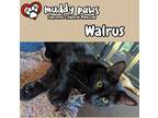 Adopt Walrus a All Black Domestic Shorthair / Mixed (short coat) cat in Council