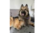 Adopt Squiggy a Belgian Shepherd / Tervuren