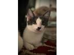 Adopt Dory (formerly Dorian) a Domestic Shorthair / Mixed (short coat) cat in