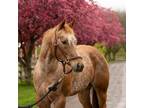 Adopt Cooper a Quarterhorse / Appaloosa / Mixed horse in Fairport, NY (37985328)