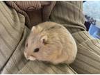 Adopt Sakura a Hamster small animal in Pasco, WA (37846539)