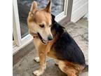 Adopt Hiro a German Shepherd Dog, Mixed Breed