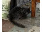 Adopt Mr. Grey a Ragamuffin, Russian Blue