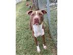 Adopt ELMO a Brown/Chocolate American Staffordshire Terrier / Mixed dog in