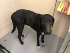 Adopt VADER a Black Labrador Retriever / Great Dane / Mixed dog in Waco