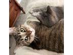 Adopt Ozzie - handsome tabby with huge eyes a Domestic Short Hair