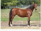 Adopt TULIP a Bay Saddlebred / Mixed horse in Union, MO (31695976)