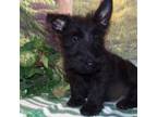 Scottish Terrier Puppy for sale in Madison, SD, USA