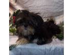 Lhasa Apso Puppy for sale in Madison, SD, USA