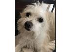 Adopt Mushu a Jack Russell Terrier, Yorkshire Terrier