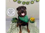 Adopt Pedro a Black Mixed Breed (Large) / Mixed dog in Menands, NY (37989480)