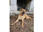 Adopt Koa a Brown/Chocolate - with Black Pumi / Boxer dog in Raleigh