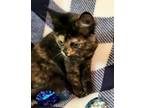 Adopt Furgie a Domestic Mediumhair / Mixed (short coat) cat in Richland Hills