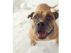 Adopt Cake Batter a Tan/Yellow/Fawn American Pit Bull Terrier / Mixed dog in